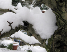 bonsai snow